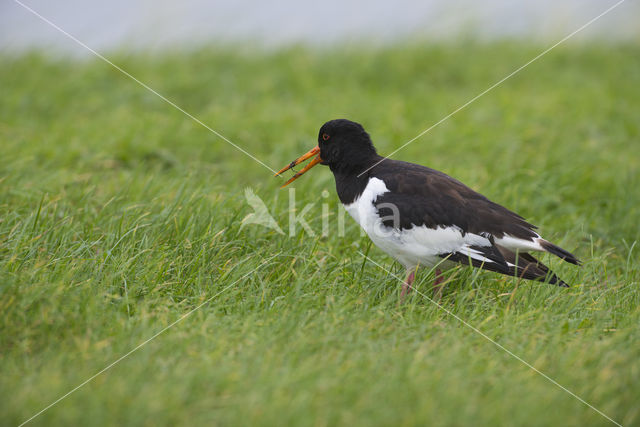 Oystercatcher (Haematopus ostralegus)