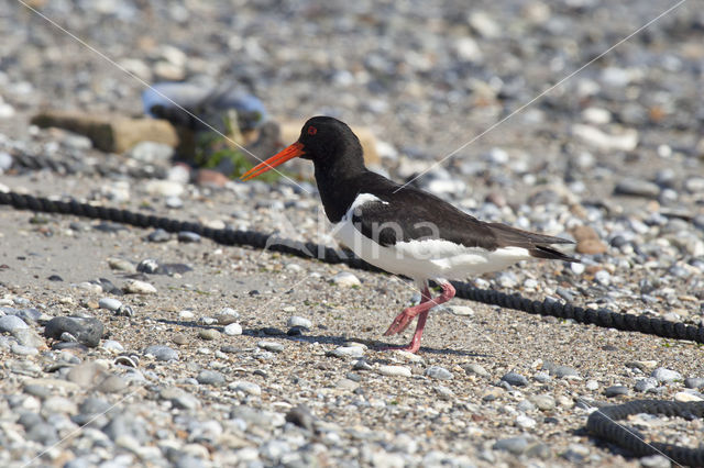 Scholekster (Haematopus ostralegus)