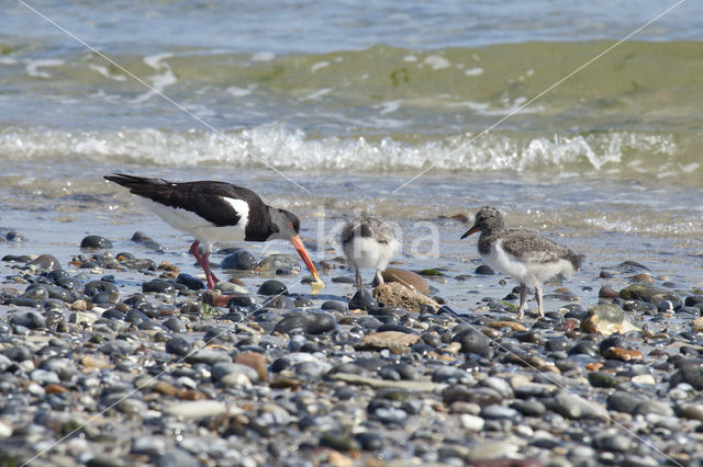 Scholekster (Haematopus ostralegus)