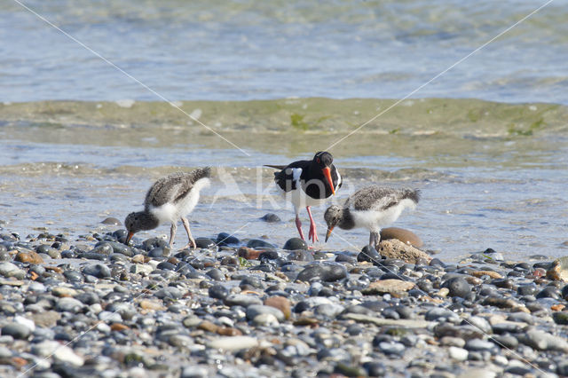 Scholekster (Haematopus ostralegus)