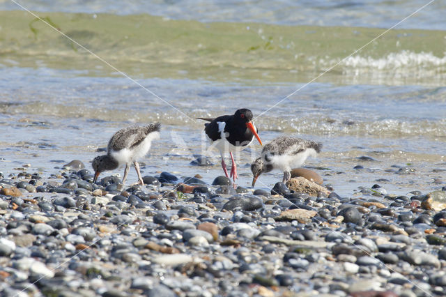 Scholekster (Haematopus ostralegus)