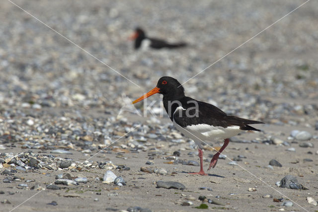 Scholekster (Haematopus ostralegus)