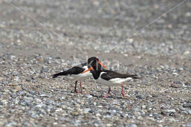 Scholekster (Haematopus ostralegus)