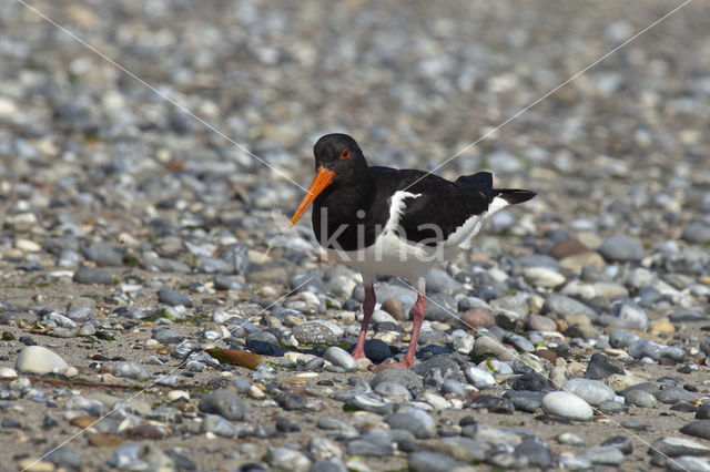 Scholekster (Haematopus ostralegus)