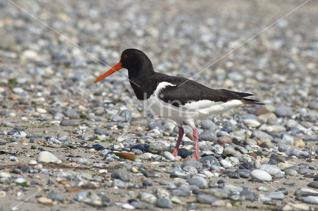 Scholekster (Haematopus ostralegus)