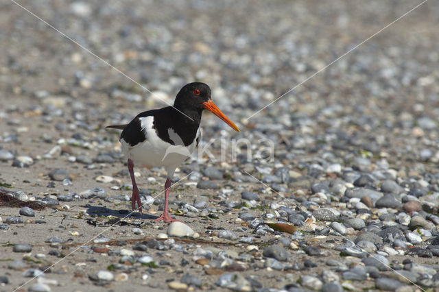 Scholekster (Haematopus ostralegus)