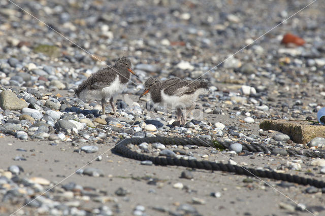 Scholekster (Haematopus ostralegus)