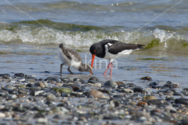 Scholekster (Haematopus ostralegus)