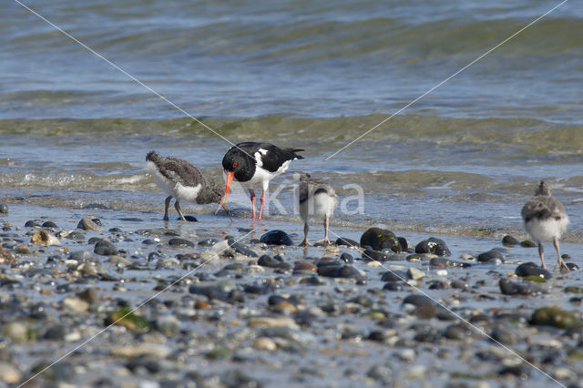 Scholekster (Haematopus ostralegus)