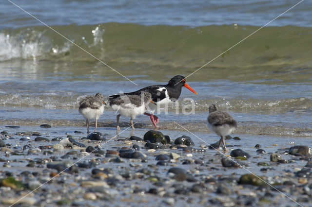 Scholekster (Haematopus ostralegus)