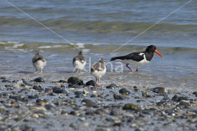 Scholekster (Haematopus ostralegus)