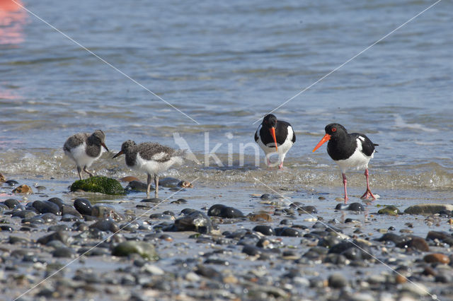 Scholekster (Haematopus ostralegus)