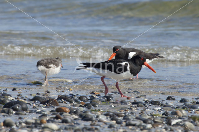 Scholekster (Haematopus ostralegus)