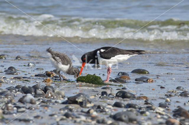 Scholekster (Haematopus ostralegus)