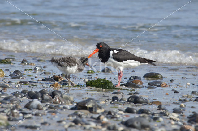 Scholekster (Haematopus ostralegus)