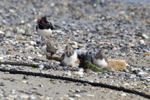 Scholekster (Haematopus ostralegus)