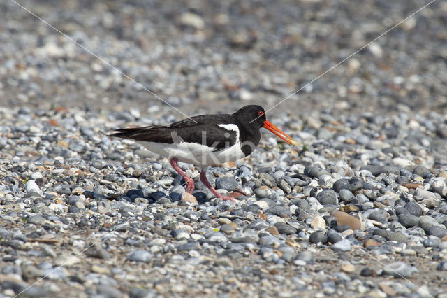 Scholekster (Haematopus ostralegus)