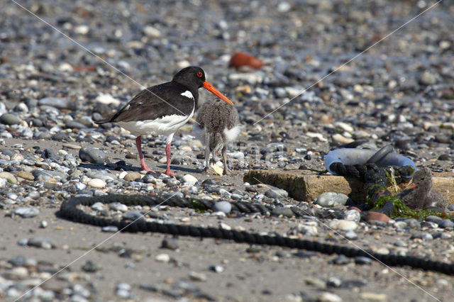 Scholekster (Haematopus ostralegus)