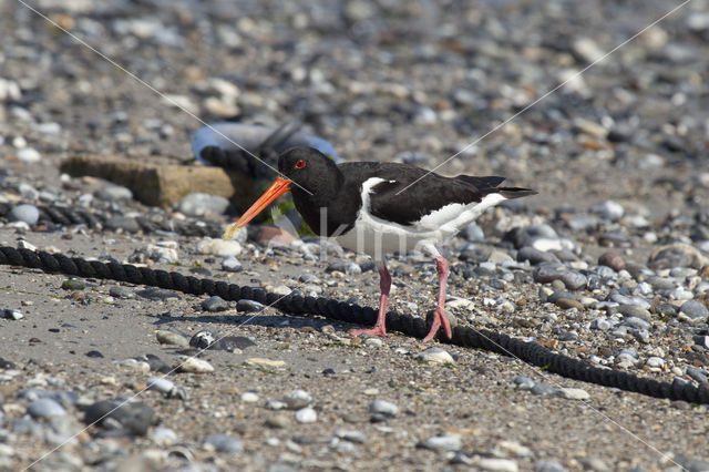 Scholekster (Haematopus ostralegus)