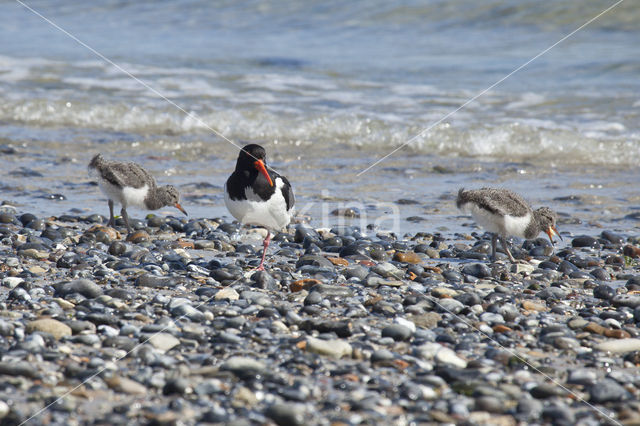 Scholekster (Haematopus ostralegus)