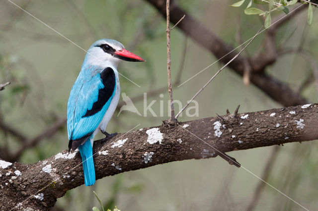 Senegalese Ijsvogel (Halcyon senegalensis)