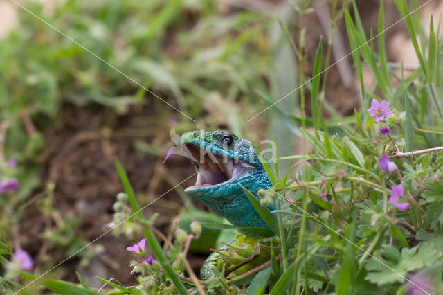 Smaragdhagedis (Lacerta viridis)