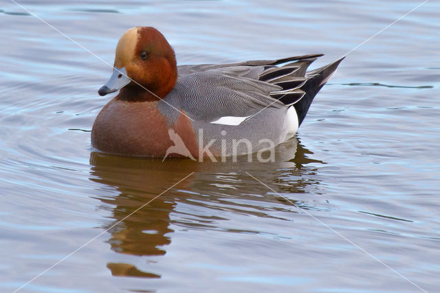 Wigeon (Anas penelope)