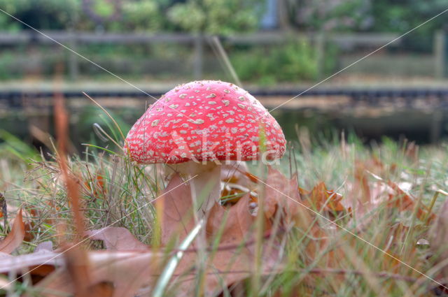 Vliegenzwam (Amanita muscaria)