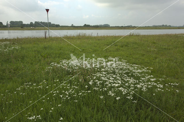 Wilde bertram (Achillea ptarmica)