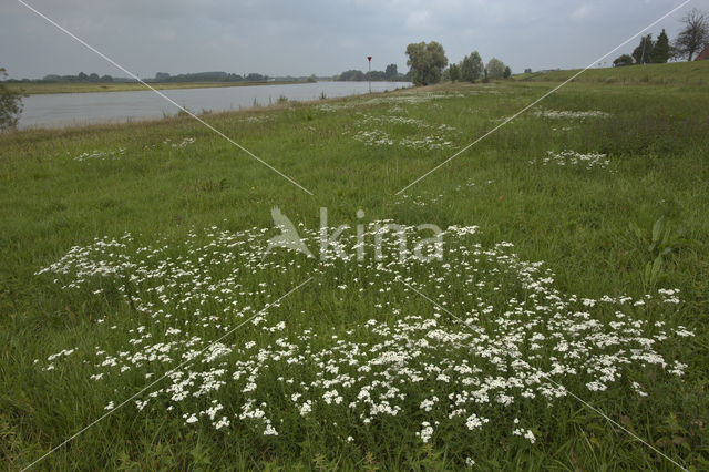 Wilde bertram (Achillea ptarmica)