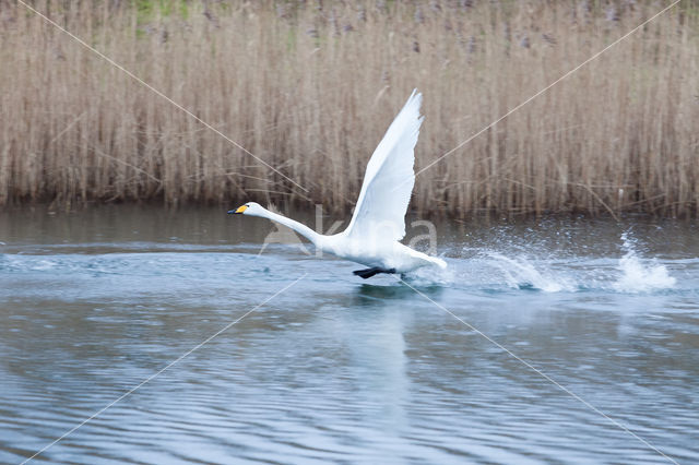 Wilde Zwaan (Cygnus cygnus)