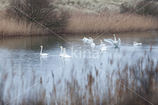 Wilde Zwaan (Cygnus cygnus)