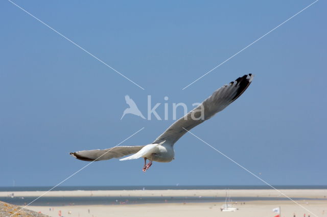 Zilvermeeuw (Larus argentatus)