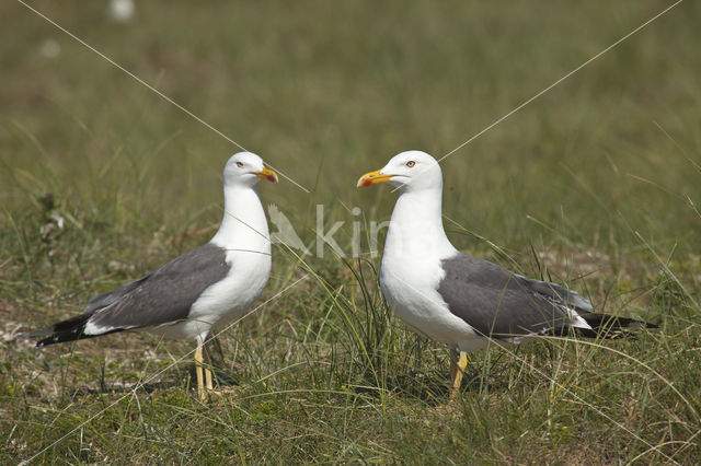 Zilvermeeuw (Larus argentatus)