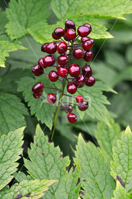 Actaea rubra