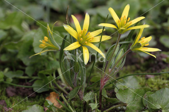 Akkergeelster (Gagea villosa)