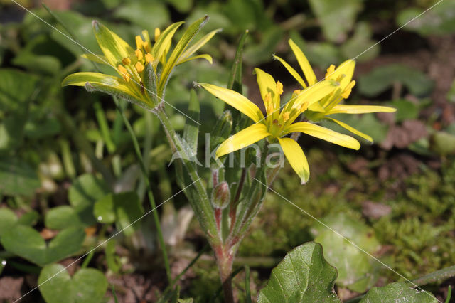 Akkergeelster (Gagea villosa)