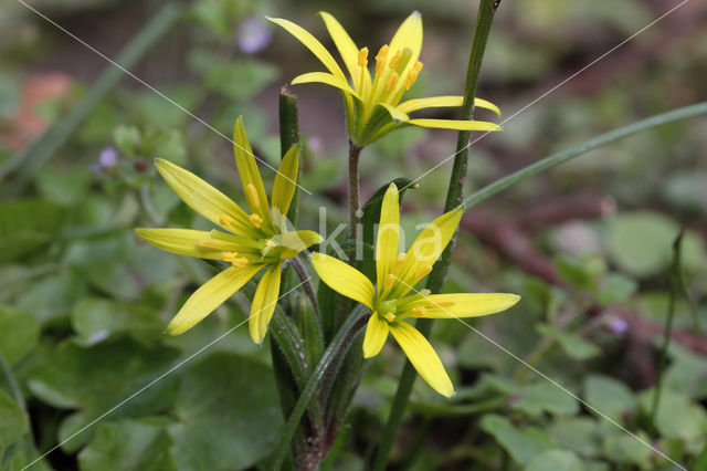 Akkergeelster (Gagea villosa)