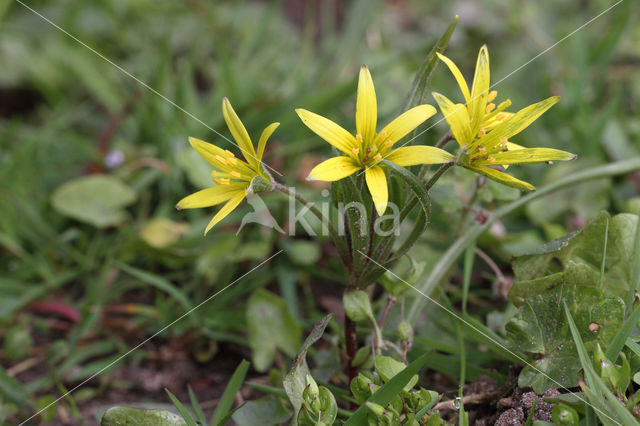 Akkergeelster (Gagea villosa)