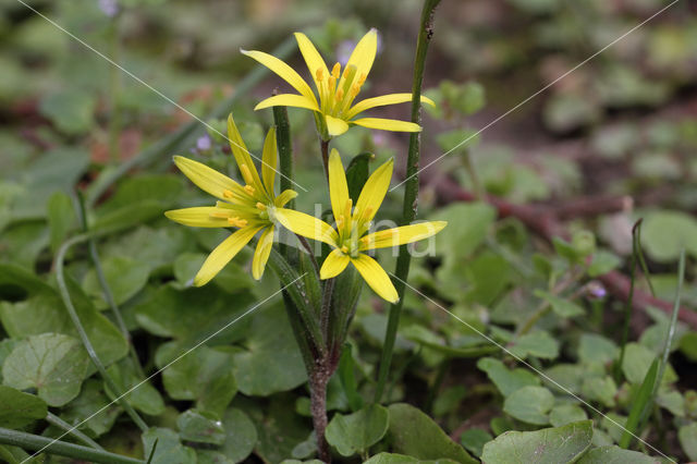 Akkergeelster (Gagea villosa)