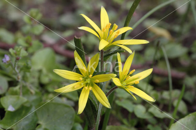 Akkergeelster (Gagea villosa)