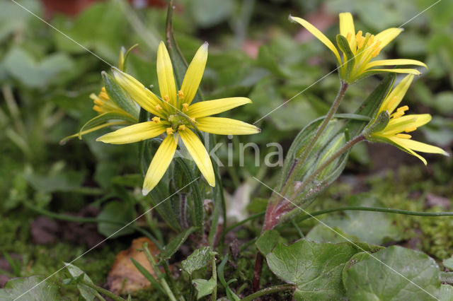 Akkergeelster (Gagea villosa)