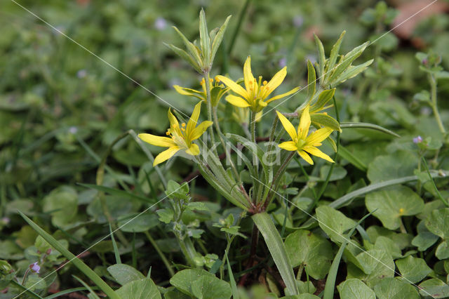 Akkergeelster (Gagea villosa)