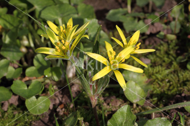 Akkergeelster (Gagea villosa)