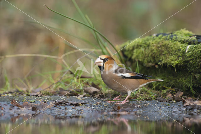 Appelvink (Coccothraustes coccothraustes)