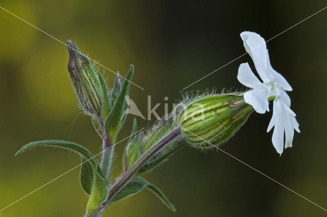 Avondkoekoeksbloem (Silene latifolia)