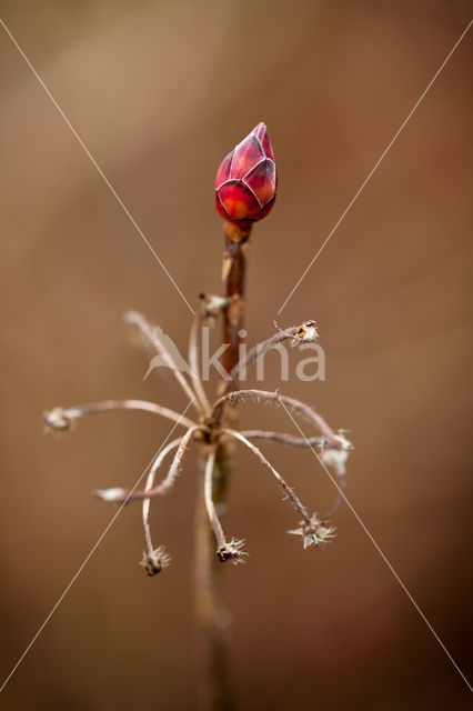 Azalea (Azelea spec)