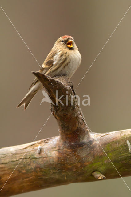 Barmsijs (Carduelis flammea)