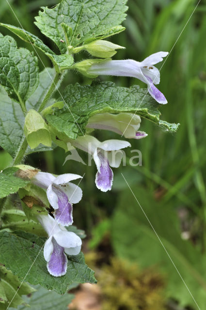 Bastaardmelisse (Melittis melissophyllum)