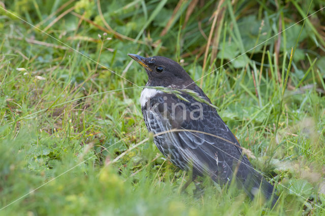 Beflijster (Turdus torquatus)